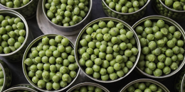 47 тысяч тонн гороха направляются в Китай через порт Высоцк