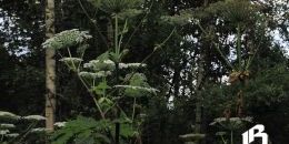 С марта 2026 года землевладельцы обязаны бороться с борщевиком 