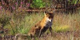 Сотрудники Монрепо и биолог Павел Глазков советуют любоваться лисами в парке издали