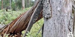 Комитет по природным ресурсам завершил обследование повреждённых деревьев