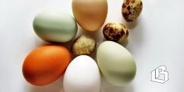 Ленобласть держит первое место в России по производству яиц