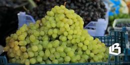 В Ленобласти объекты нестационарной торговли собираются унифицировать