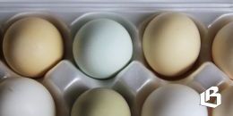 Ленобласть поэтапно переходит на отечественное яйцо бройлеров