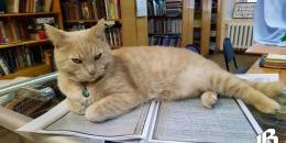 кот Персей выборгский замок 