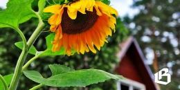 Три района Ленобласти – в лидерах по предоставлению земельных участков