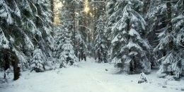 За бесплатными новогодними елками – по паспорту