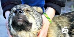 Животных из приюта будут стерилизовать бесплатно