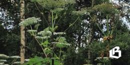 В Ленобласти решают земельный вопрос 