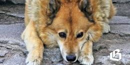 Ленобласть предложила свою версию учета питомцев для всей России