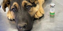 В Ленобласти началась бесплатная вакцинация животных от бешенства