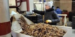 Урожая шишек Ленобласти хватит не только на свой регион