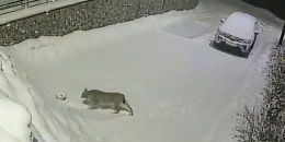 Дикая рысь замечена на территории парка Монрепо