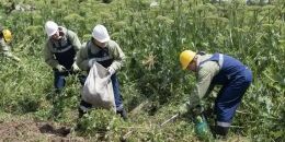 Борщевику не место в Ленобласти