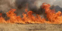 Поджог сухой травы запрещён