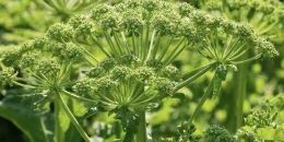 Единый оператор по ликвидации борщевика