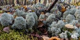 Зелёный пояс вокруг Ленинградской области
