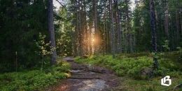 Прогулки по Монрепо в рамках Ночи музеев