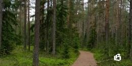 Если вы собираетесь в лес: памятка безопасности