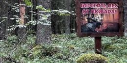 Огонь не прощает легкомыслия: как уберечь леса от пожаров