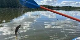 Водный детектив на озере Победное. Экологи не подтвердили худшие опасения 