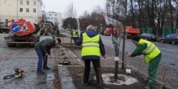 В Выборге деревья стали частью искусства