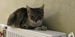 кот на батарее