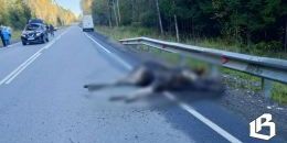 Столкновение с лосем под Лесогорским: животное погибло
